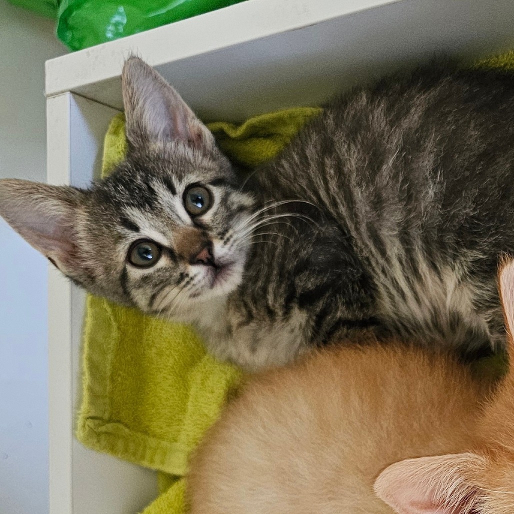 Annapurna, an adoptable Domestic Short Hair in Wichita, KS, 67208 | Photo Image 5