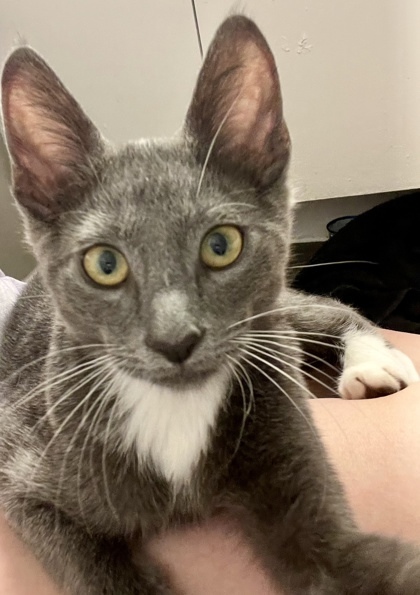 Moses (pre adopt)