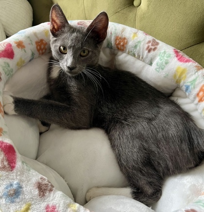 Moses (pre adopt)
