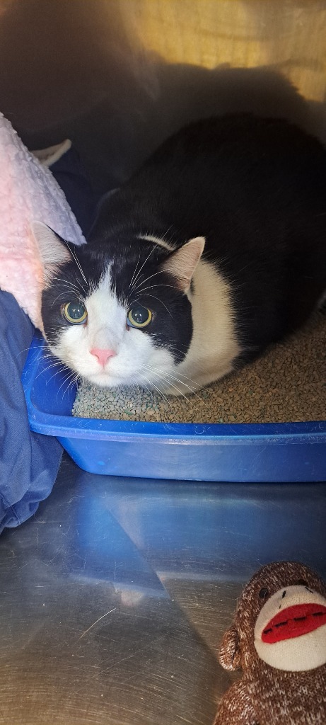 Ying Yang, an adoptable Domestic Short Hair in Virginia, MN, 55792 | Photo Image 1