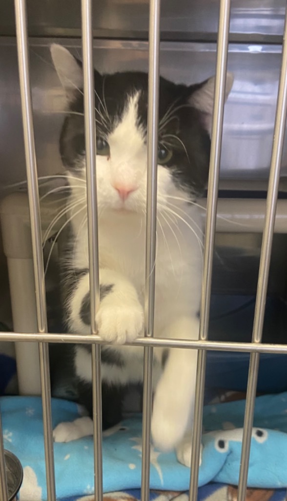 Ying Yang, an adoptable Domestic Short Hair in Virginia, MN, 55792 | Photo Image 2