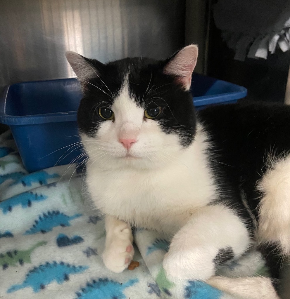 Ying Yang, an adoptable Domestic Short Hair in Virginia, MN, 55792 | Photo Image 3