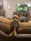 Hector photo 2