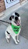 Wishbone photo 1