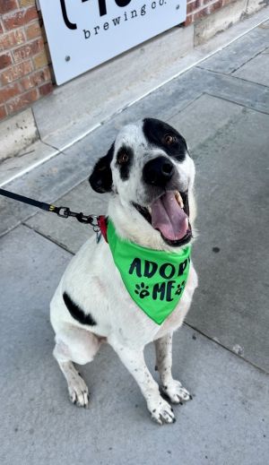 Wishbone, Young Male unknown