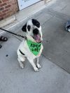 Wishbone photo 4