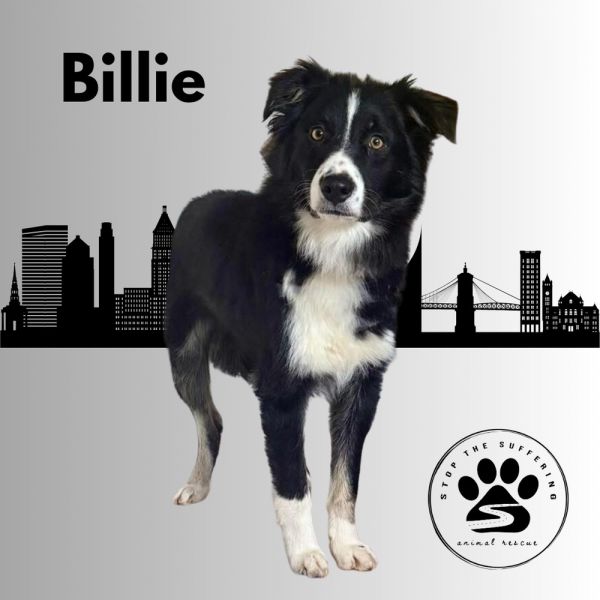 Billie thumbnail 3