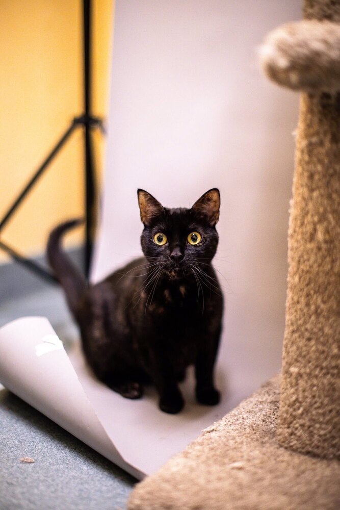 Abyss, an adoptable Domestic Short Hair in Trenton, ME, 04605 | Photo Image 1