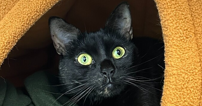 Abyss, an adoptable Domestic Short Hair in Trenton, ME, 04605 | Photo Image 3