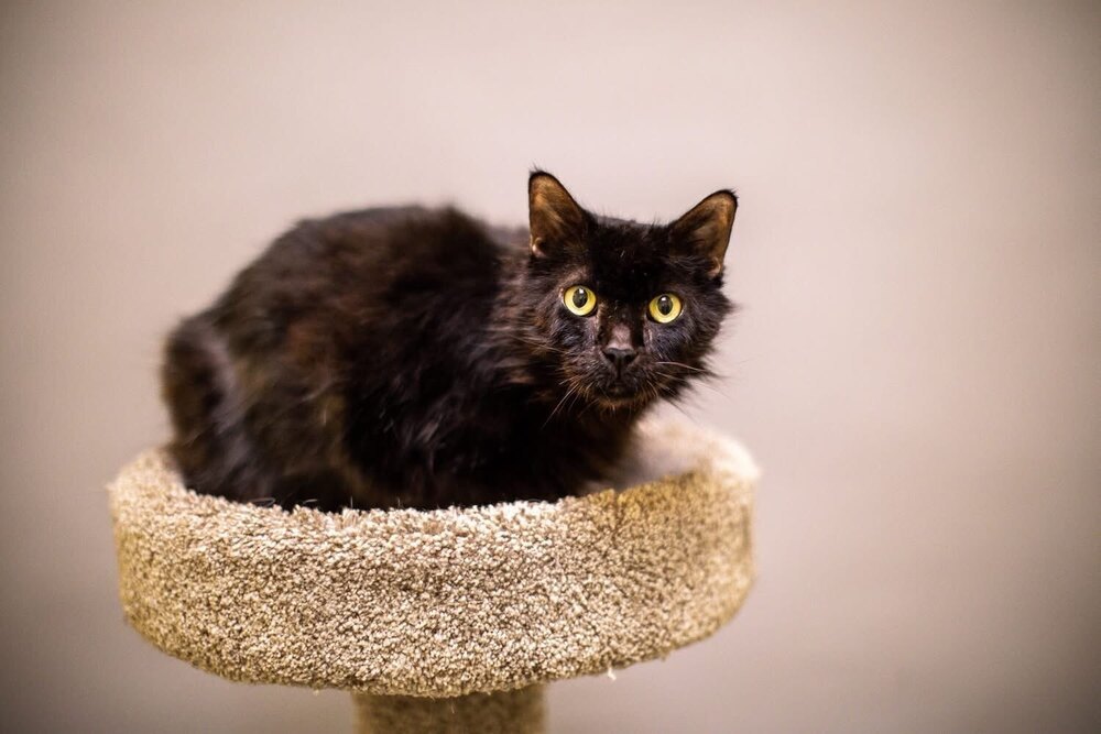 Frito Frank, an adoptable Domestic Medium Hair in Trenton, ME, 04605 | Photo Image 1