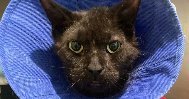 Frito Frank, an adoptable Domestic Medium Hair in Trenton, ME, 04605 | Photo Image 2