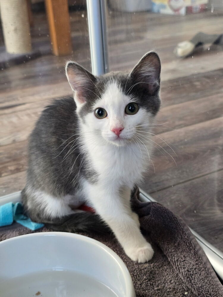 Trixie, an adoptable Domestic Short Hair in Fort collins, CO, 80526 | Photo Image 1