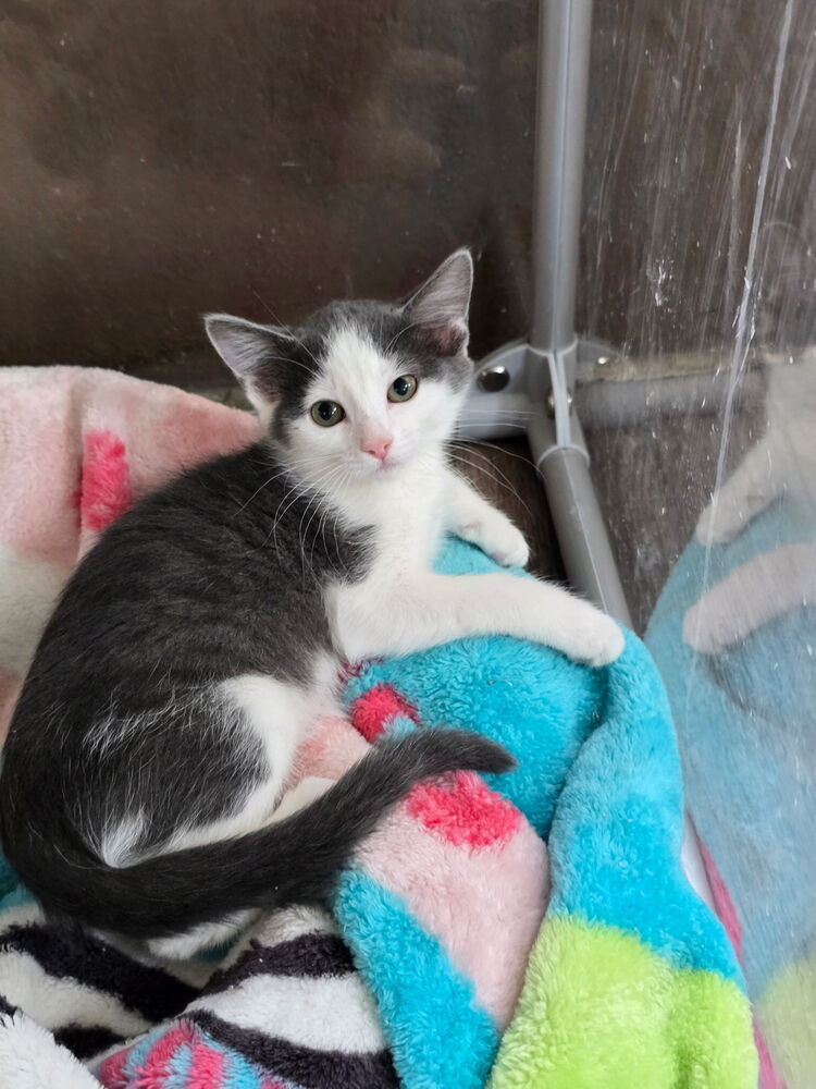 Trixie, an adoptable Domestic Short Hair in Fort collins, CO, 80526 | Photo Image 2