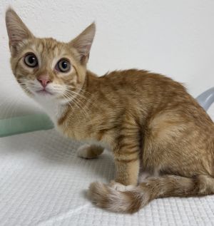 Sherbert, Adult Male unknown