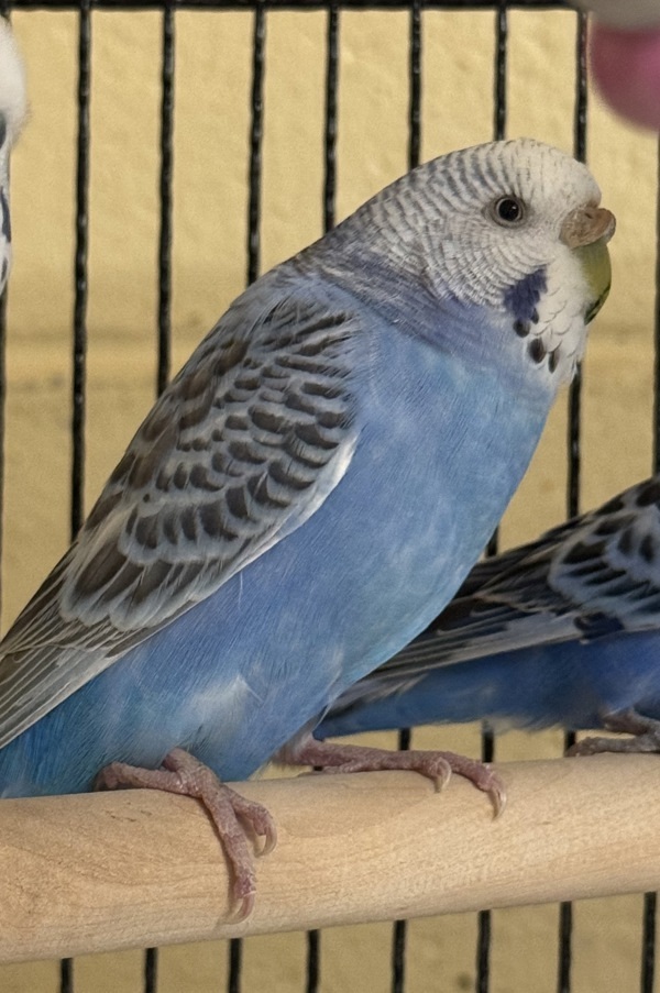 Periwinkle