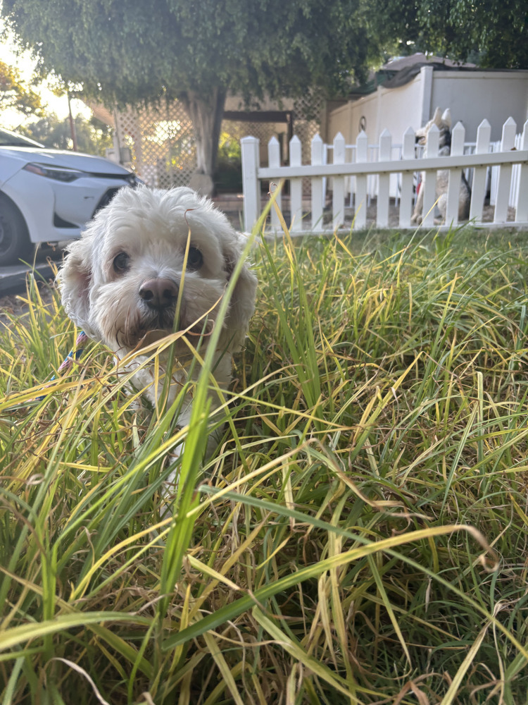Adopt Jake