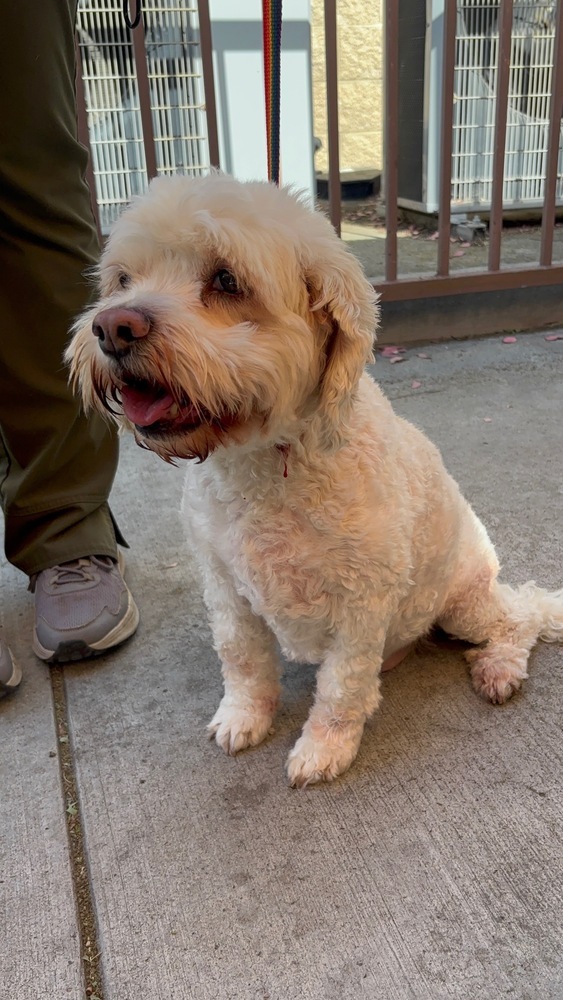 Jake, an adoptable Cockapoo in Jamestown, CA, 95327 | Photo Image 2