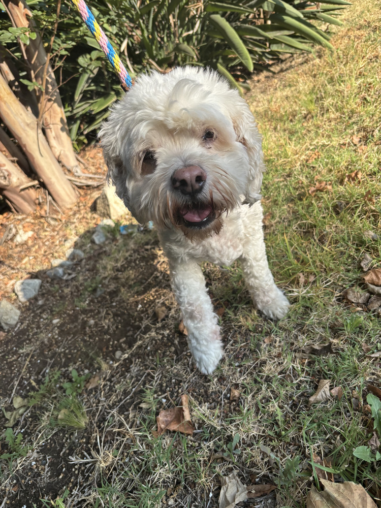 Jake, an adoptable Cockapoo in Jamestown, CA, 95327 | Photo Image 3