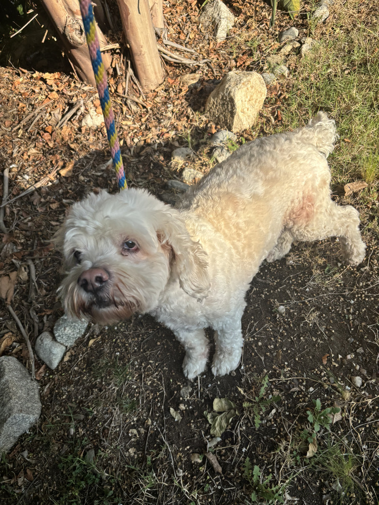 Jake, an adoptable Cockapoo in Jamestown, CA, 95327 | Photo Image 4