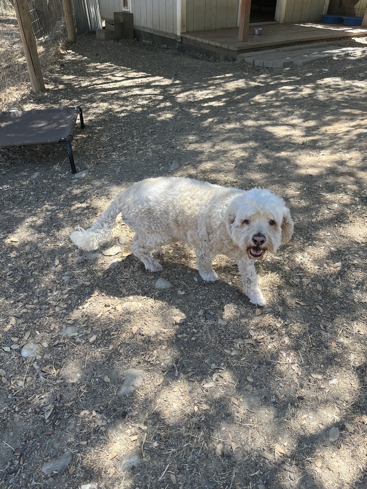Jake, an adoptable Cockapoo in Jamestown, CA, 95327 | Photo Image 5
