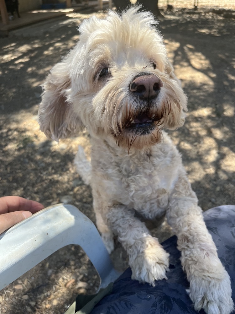 Jake, an adoptable Cockapoo in Jamestown, CA, 95327 | Photo Image 6