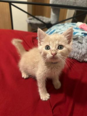 Madame Morrible, Baby Female unknown