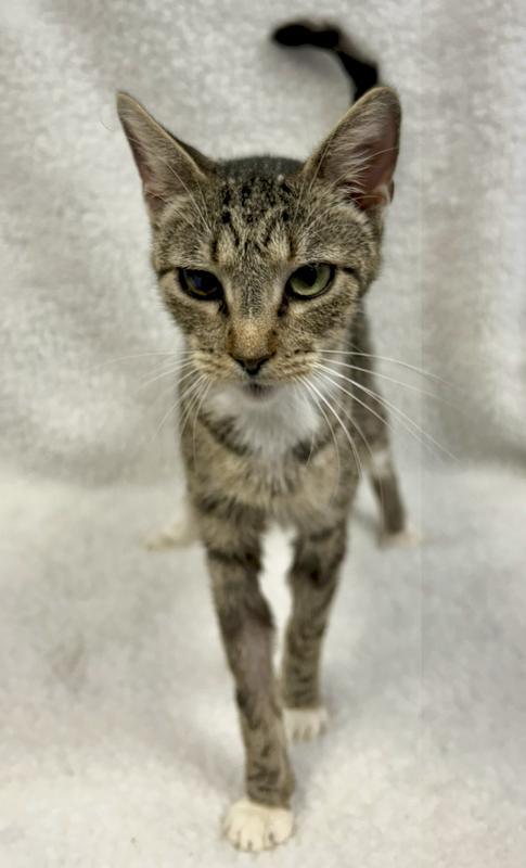 Spaghetti Is At Petco