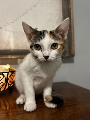 Sage Spritz, Young Female unknown