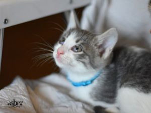 Asher, Baby Male unknown