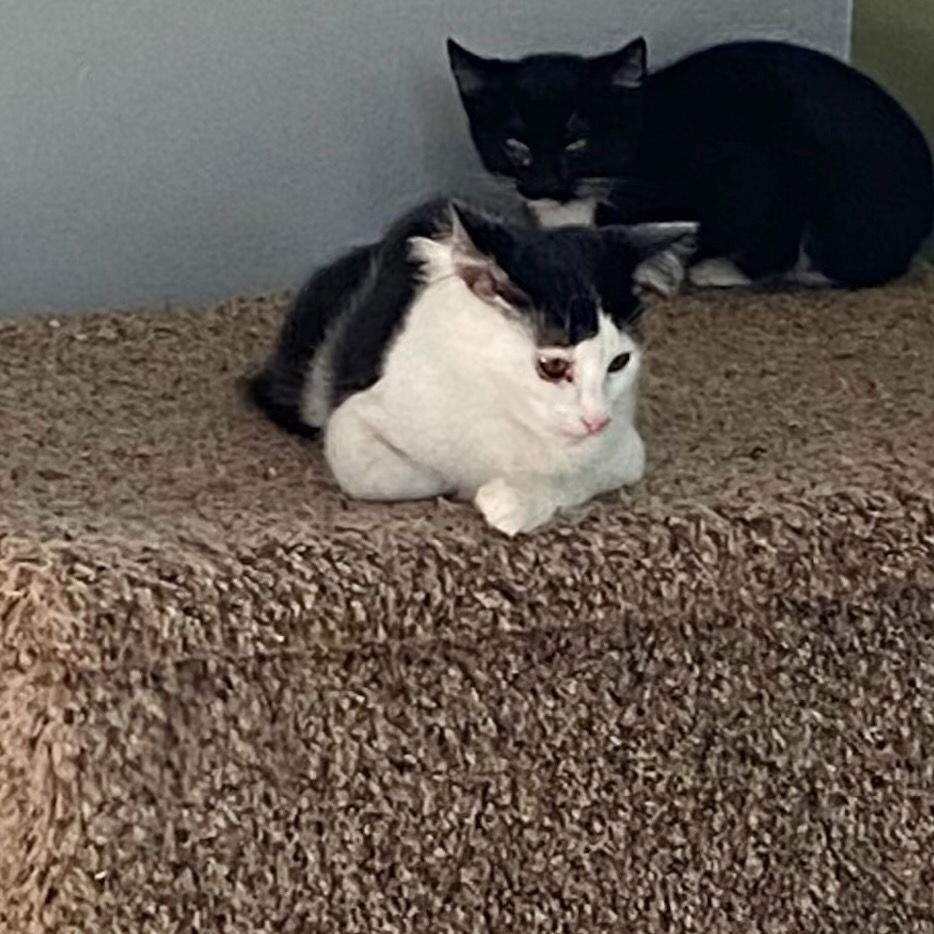 Felix (& Heathcliff)