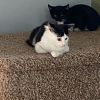Felix (& Heathcliff) photo 1