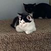 Felix (& Heathcliff) photo 2