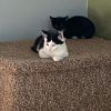 Felix (& Heathcliff) photo 3