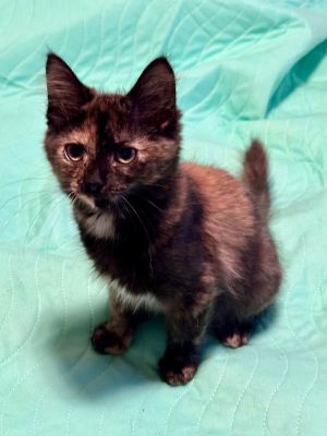 KC (& Peaches), Young Female unknown