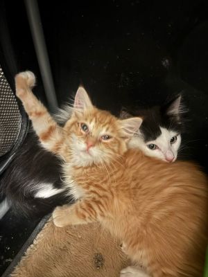 Heathcliff (& Felix), Young Male unknown