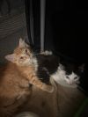 Heathcliff (& Felix) photo 2