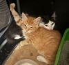 Heathcliff (& Felix) photo 3