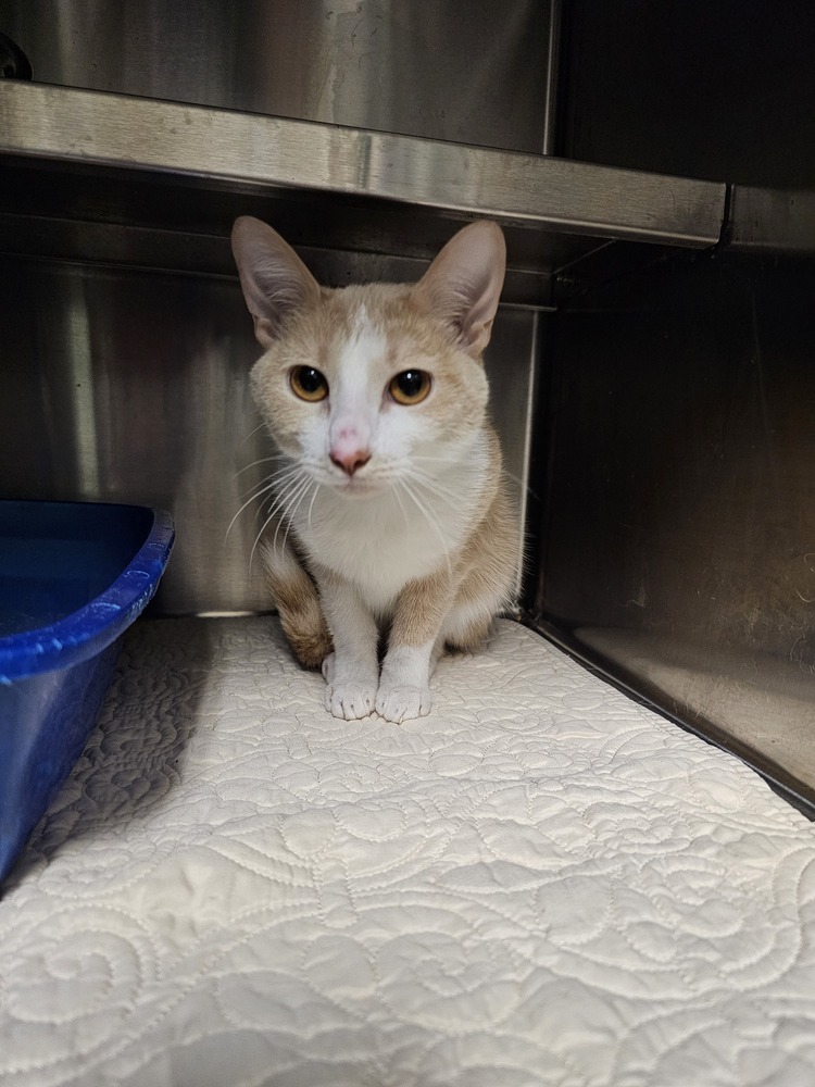 Adzuki, an adoptable Domestic Short Hair in Houghton, MI, 49931 | Photo Image 1