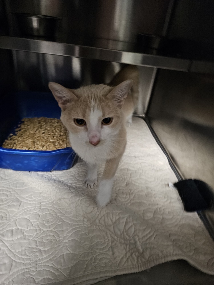 Adzuki, an adoptable Domestic Short Hair in Houghton, MI, 49931 | Photo Image 3