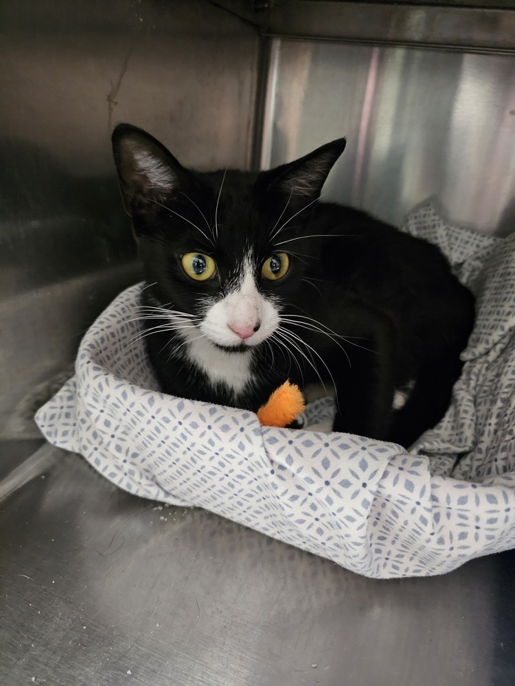 Tabasco, an adoptable Domestic Short Hair in Houghton, MI, 49931 | Photo Image 1
