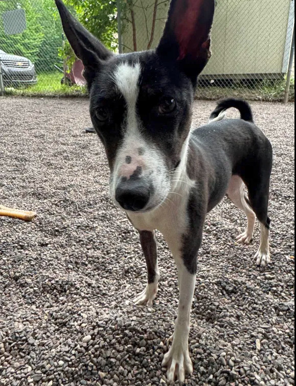 Delia, an adoptable Basenji in Houghton, MI, 49931 | Photo Image 2