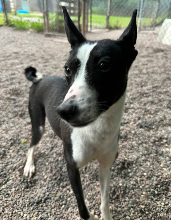 Delia, an adoptable Basenji in Houghton, MI, 49931 | Photo Image 3