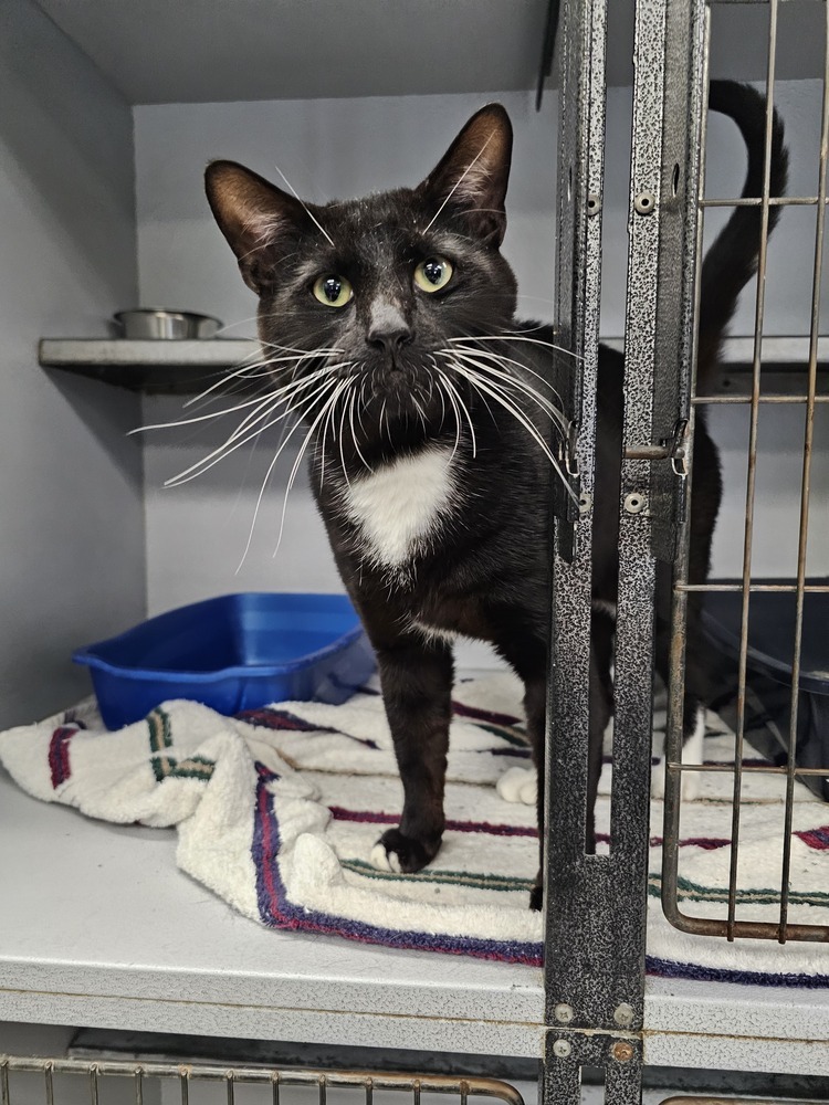 Cholula, an adoptable Domestic Short Hair in Houghton, MI, 49931 | Photo Image 1