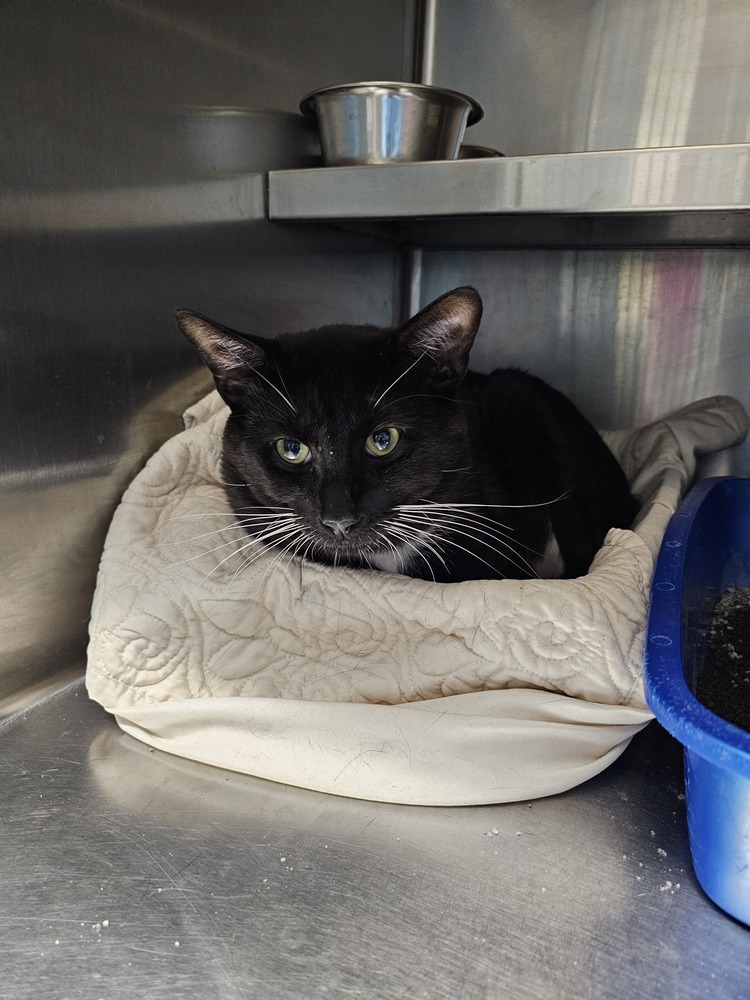 Cholula, an adoptable Domestic Short Hair in Houghton, MI, 49931 | Photo Image 2