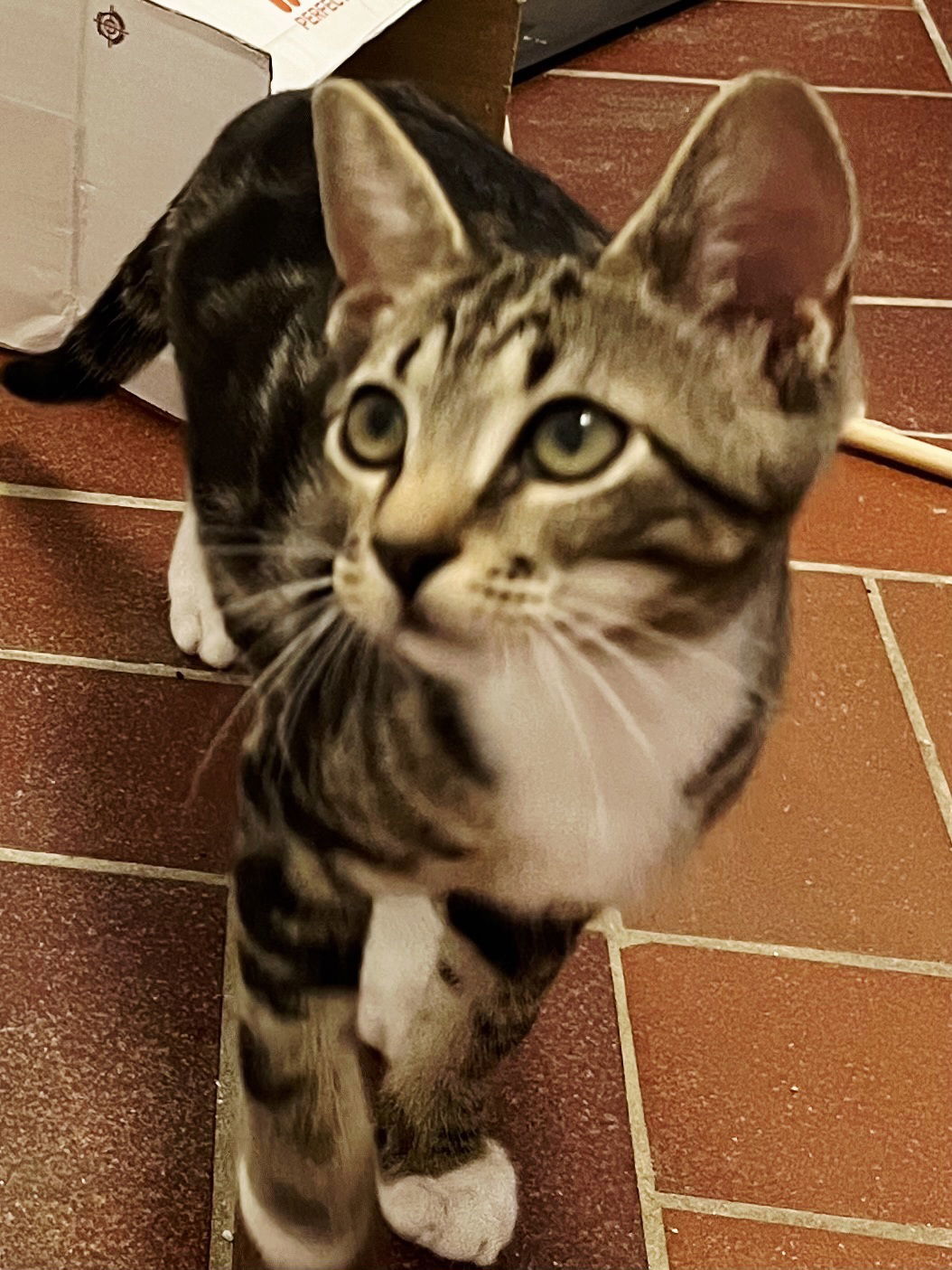 KITTEN BONKERS