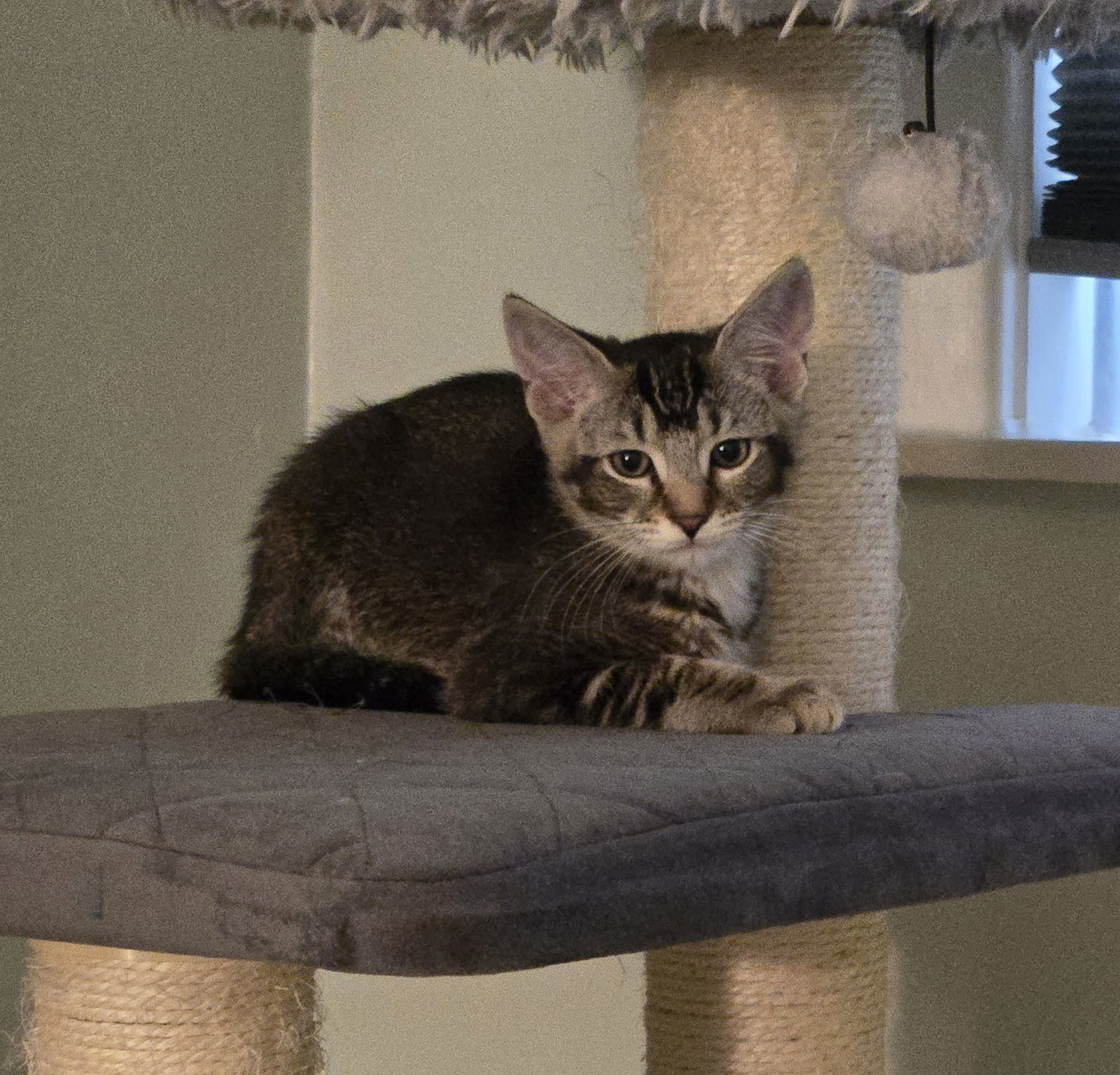 Harper