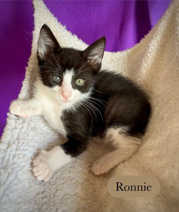 Ronnie thumbnail 2