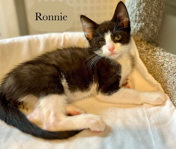 Ronnie thumbnail 3