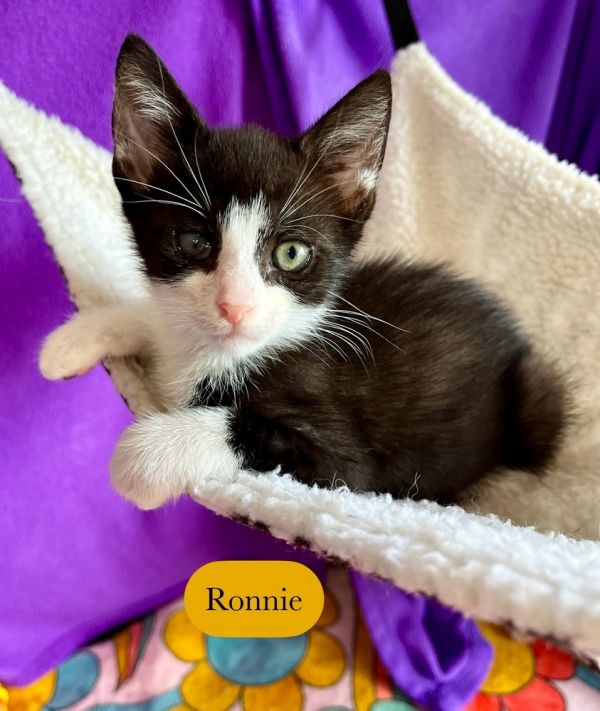 Ronnie thumbnail 4