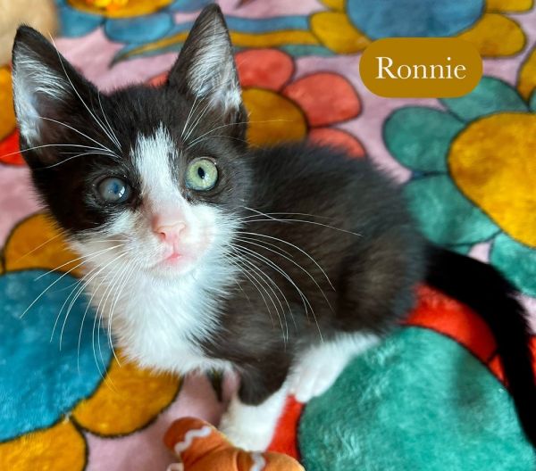 Ronnie thumbnail 5